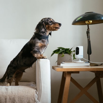 vivint Tempe indoor security camera